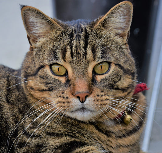 Portrait Pop Art de Votre Animal - Studio Pop Art